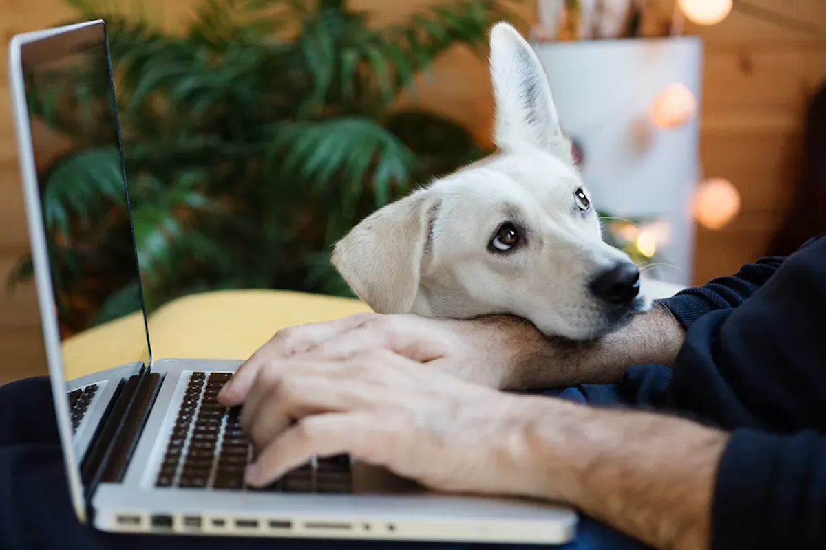 Dog on someone's computer