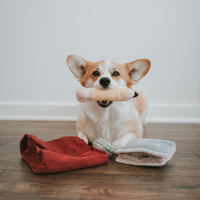 lambwolf back to school set