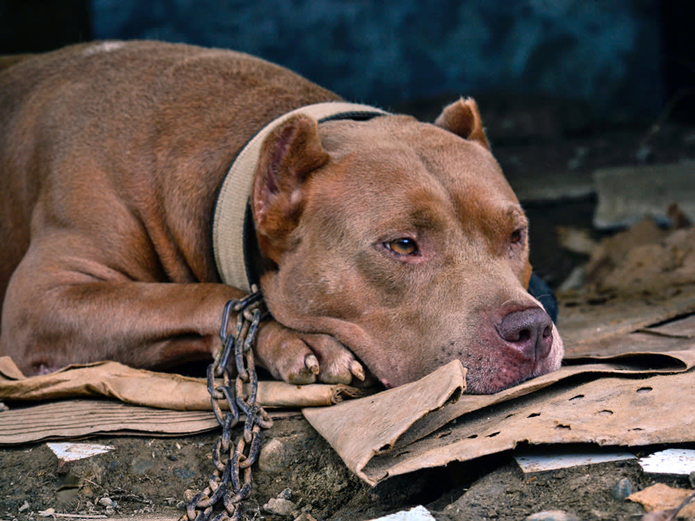 Sad Pitbull dog outside.