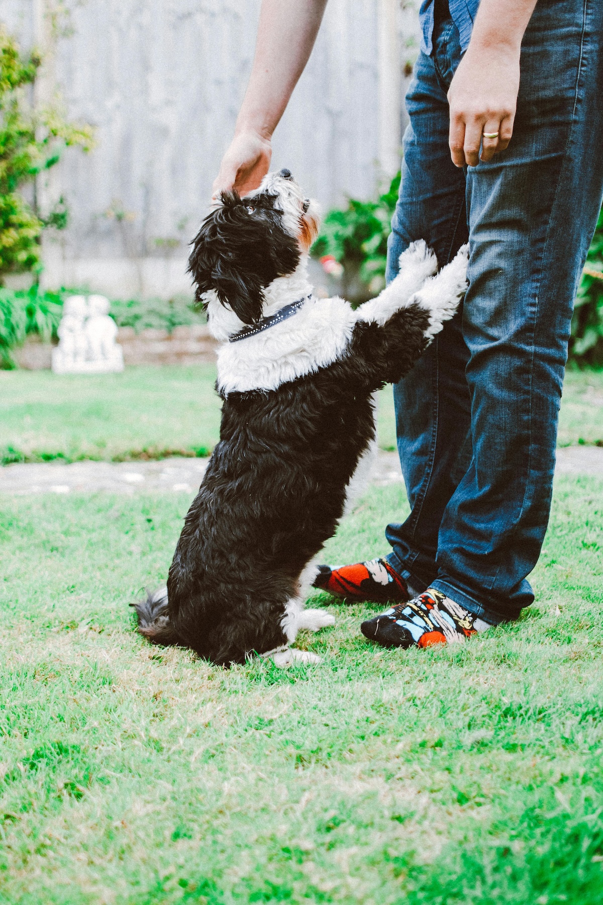 a picture of a black and white dog jumping up on some legs