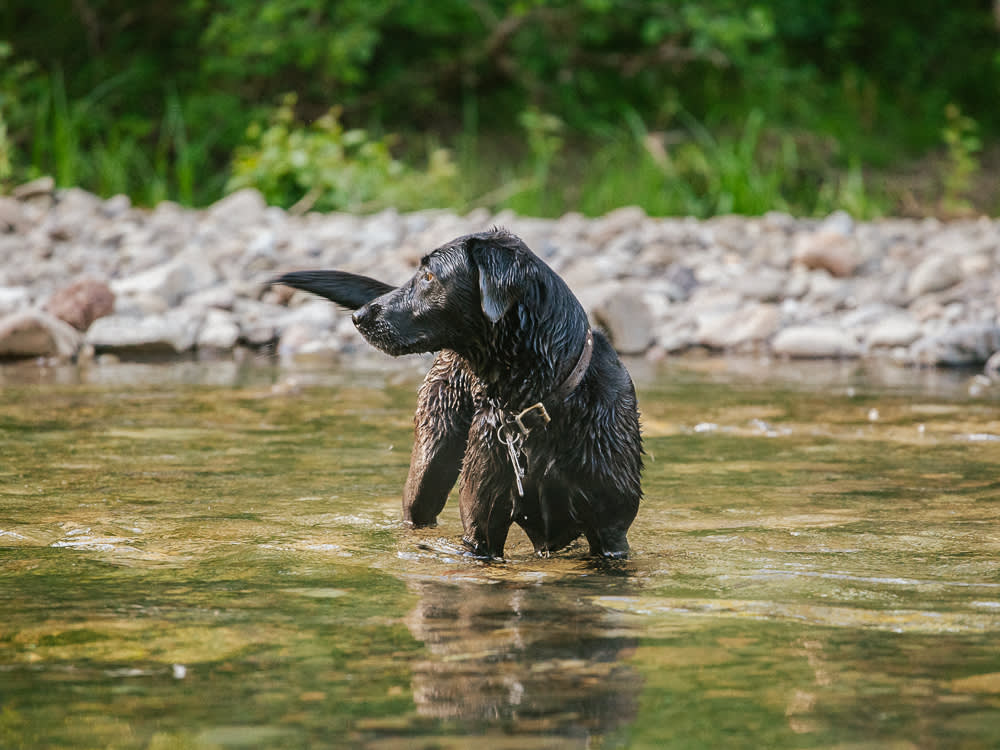 Black Lab playing in creek