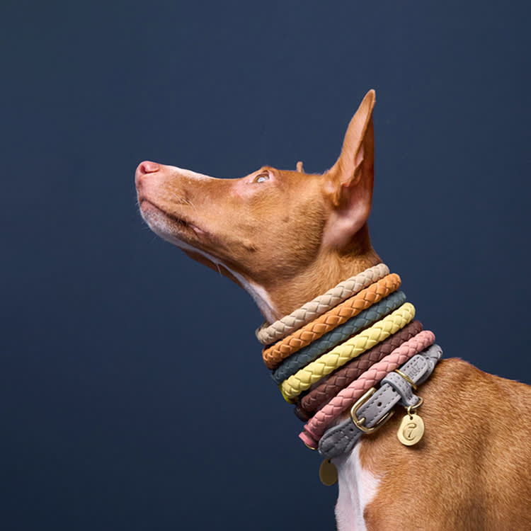 Side profile of a reddish-brown dog wearing seven stacked collars some braided and some with buckles of different colors with a dark blue-gray background.