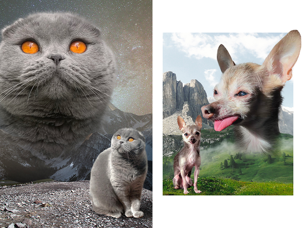wild masterpieces portraits of @atlas_scottish_fold and @lovemartini