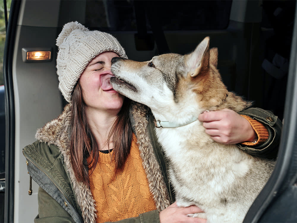 Large dog licking woman's face in the back of her car.