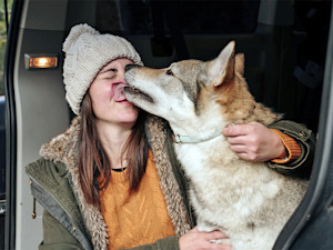 Large dog licking woman's face in the back of her car.