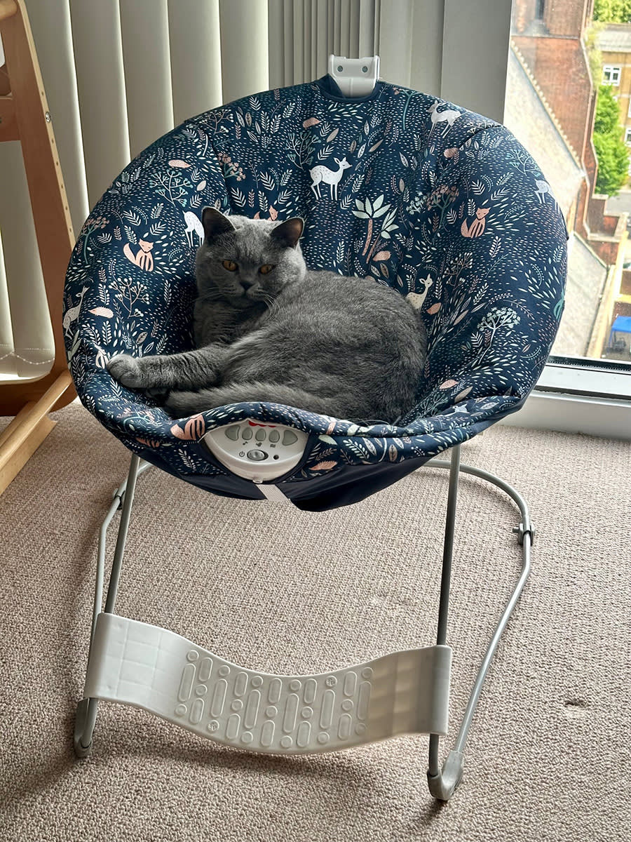 cat lying in baby bouncer