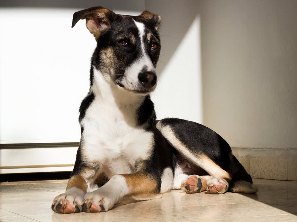 Mixed dog laying on the floor int he sun with an unsure look on her face