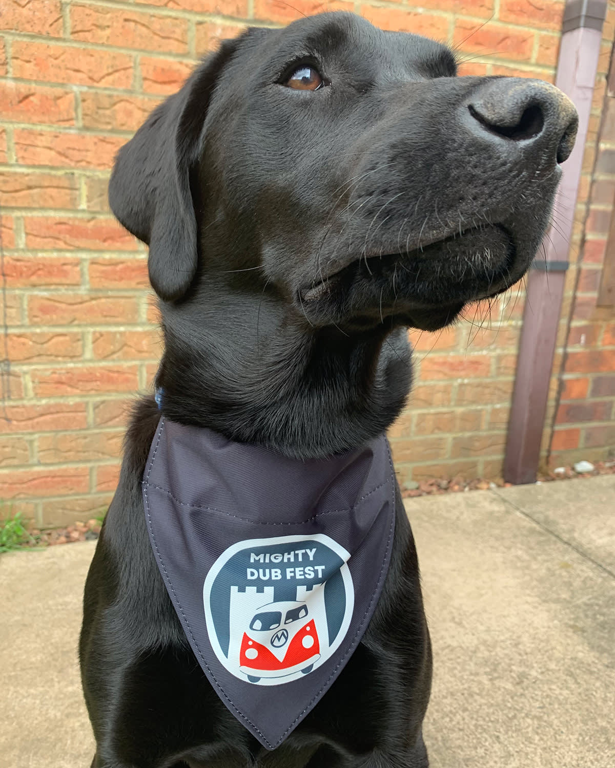 Labrador with might dub fest vest