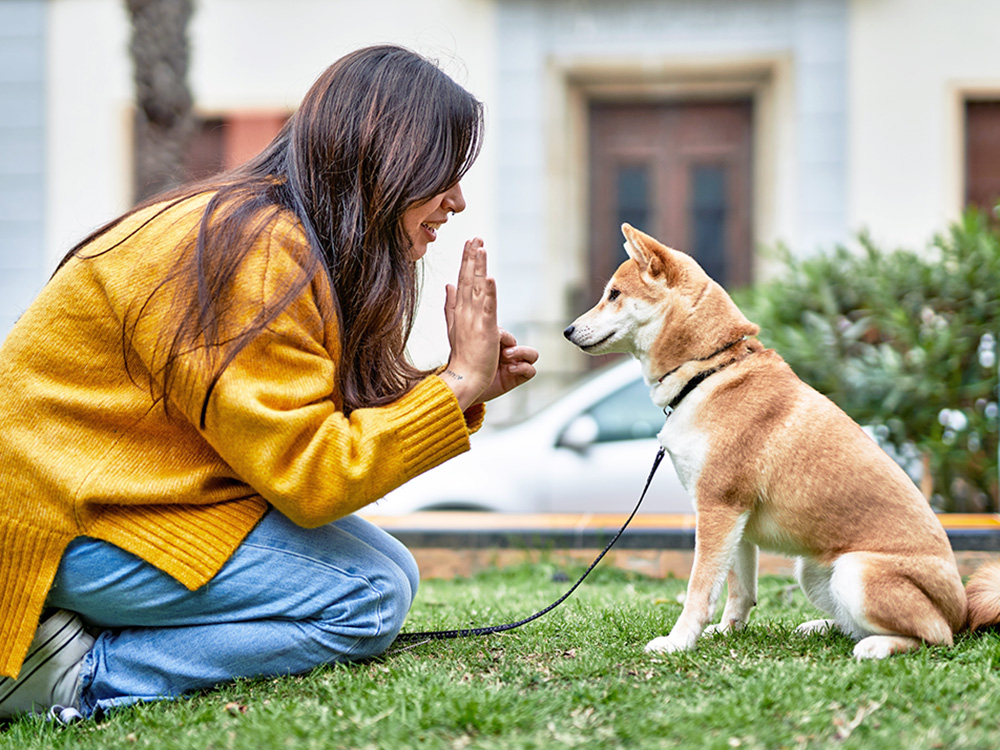 Woman training her Shiba Inu dog outside.
