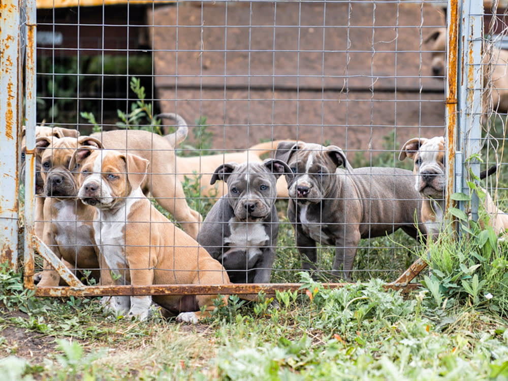 Sad puppies behind a metal fence outside.