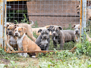 Sad puppies behind a metal fence outside.