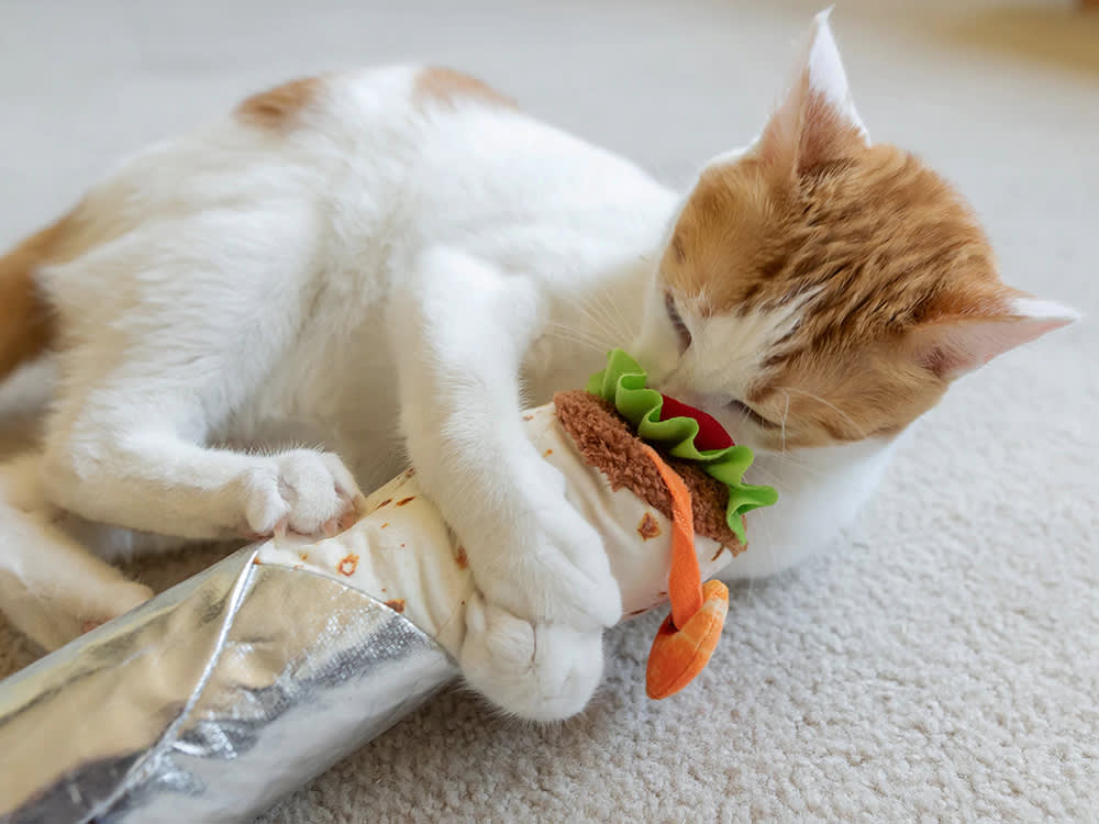 White and tan cat playing with a taco toy