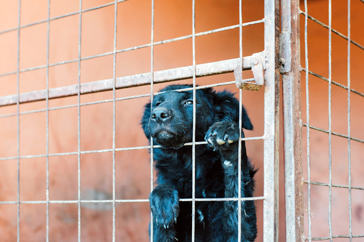 black dog in a cage