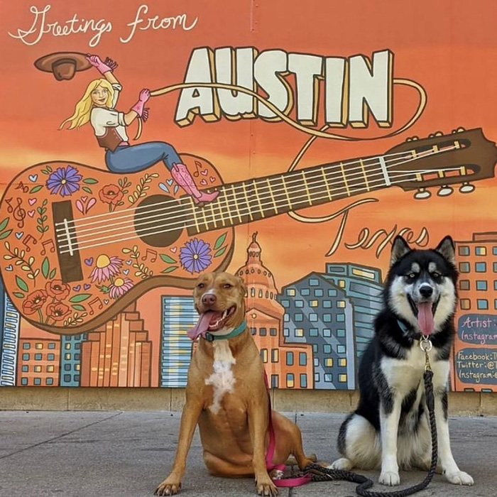 dogs in fornt of greetings from Austin mural