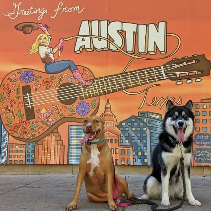 dogs in fornt of greetings from Austin mural