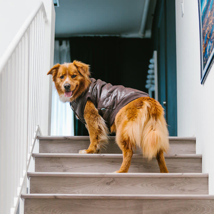 fluffy brown dog climbs a staircase