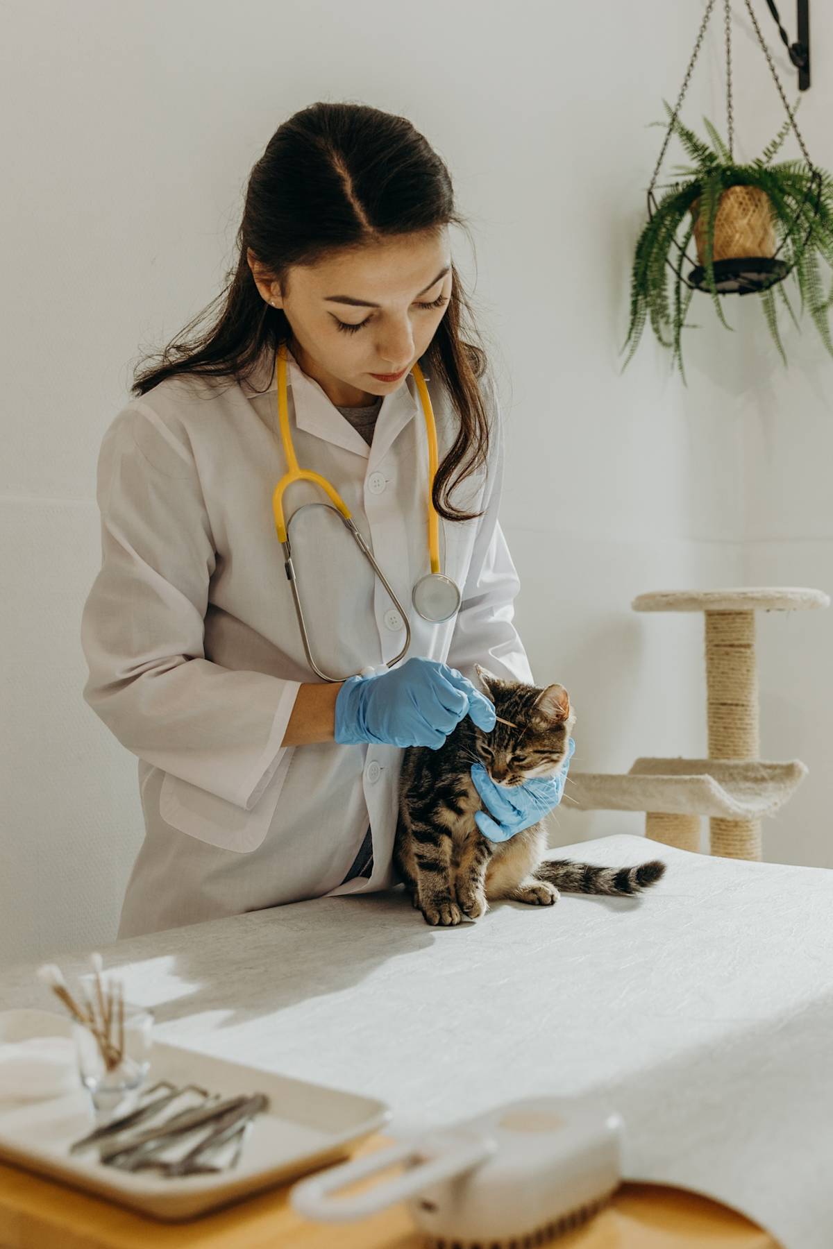 a picture of a vet examining a tabby kitten with a swab