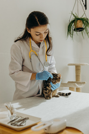 a picture of a vet examining a tabby kitten with a swab