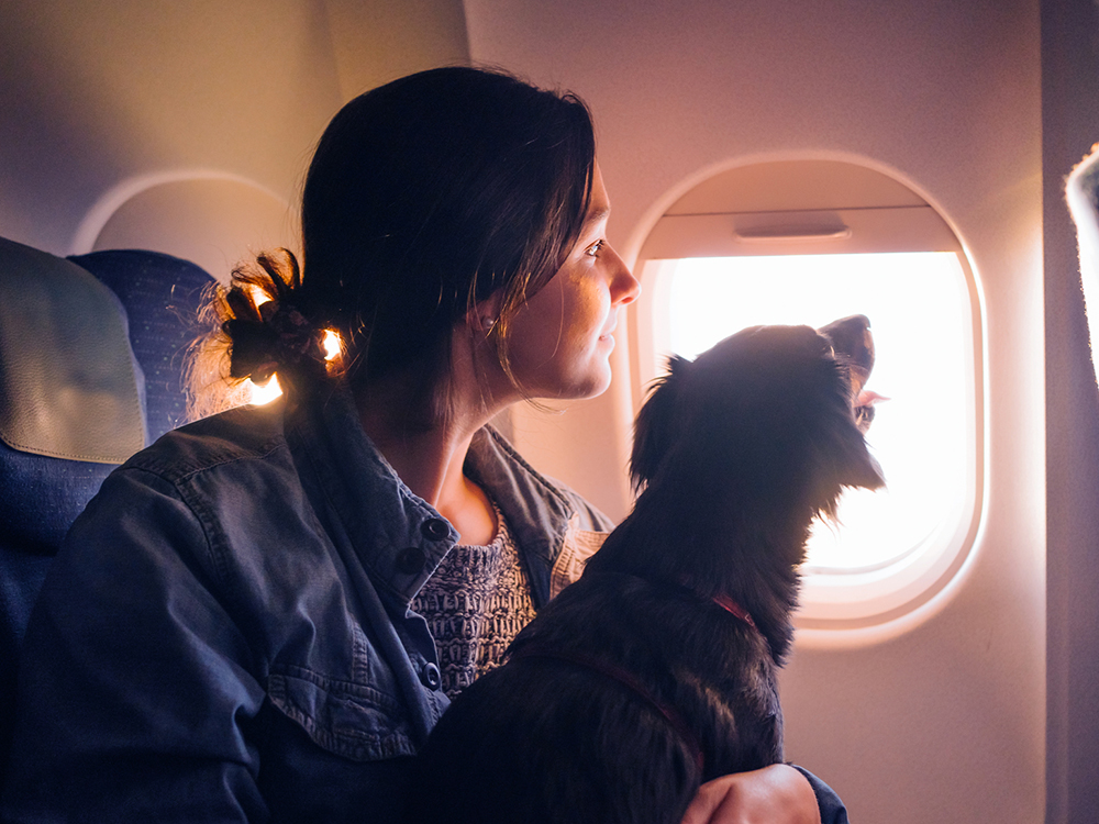 Flying with store a service dog