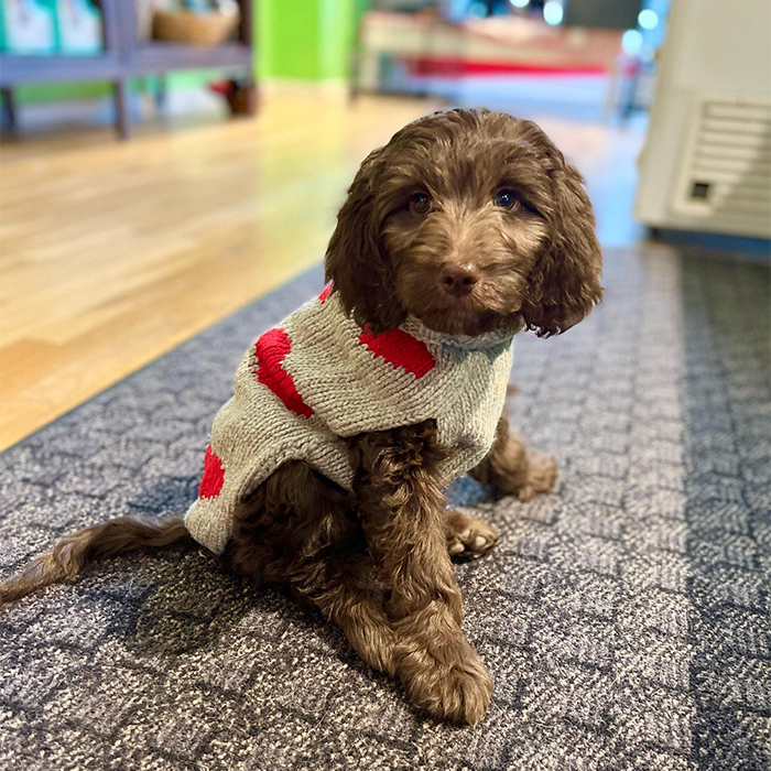 a dog in a sweater at Doggy Style