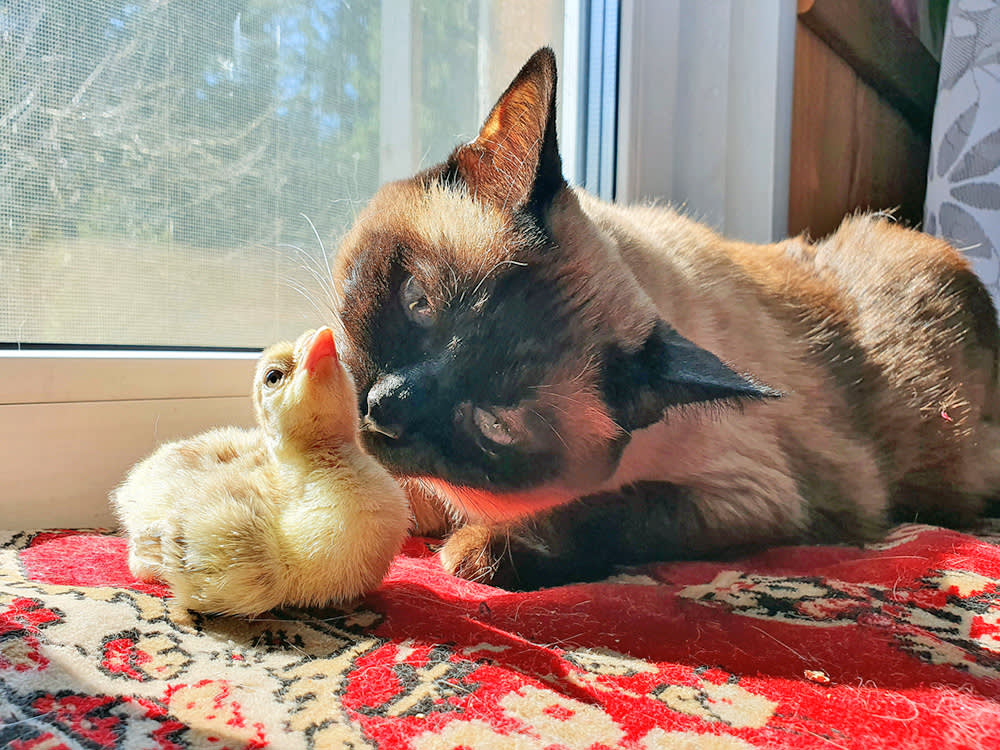 Cat sniffing a duckling at home.