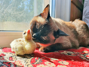 Cat sniffing a duckling at home.