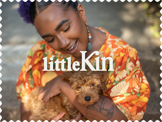 When Can a Kitten Be Spayed? Ideal Timeline for the Surgery · Kinship