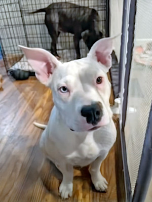 Owners Charged with Animal Torture After 21 Dogs Allegedly Die at Boarding Facility.