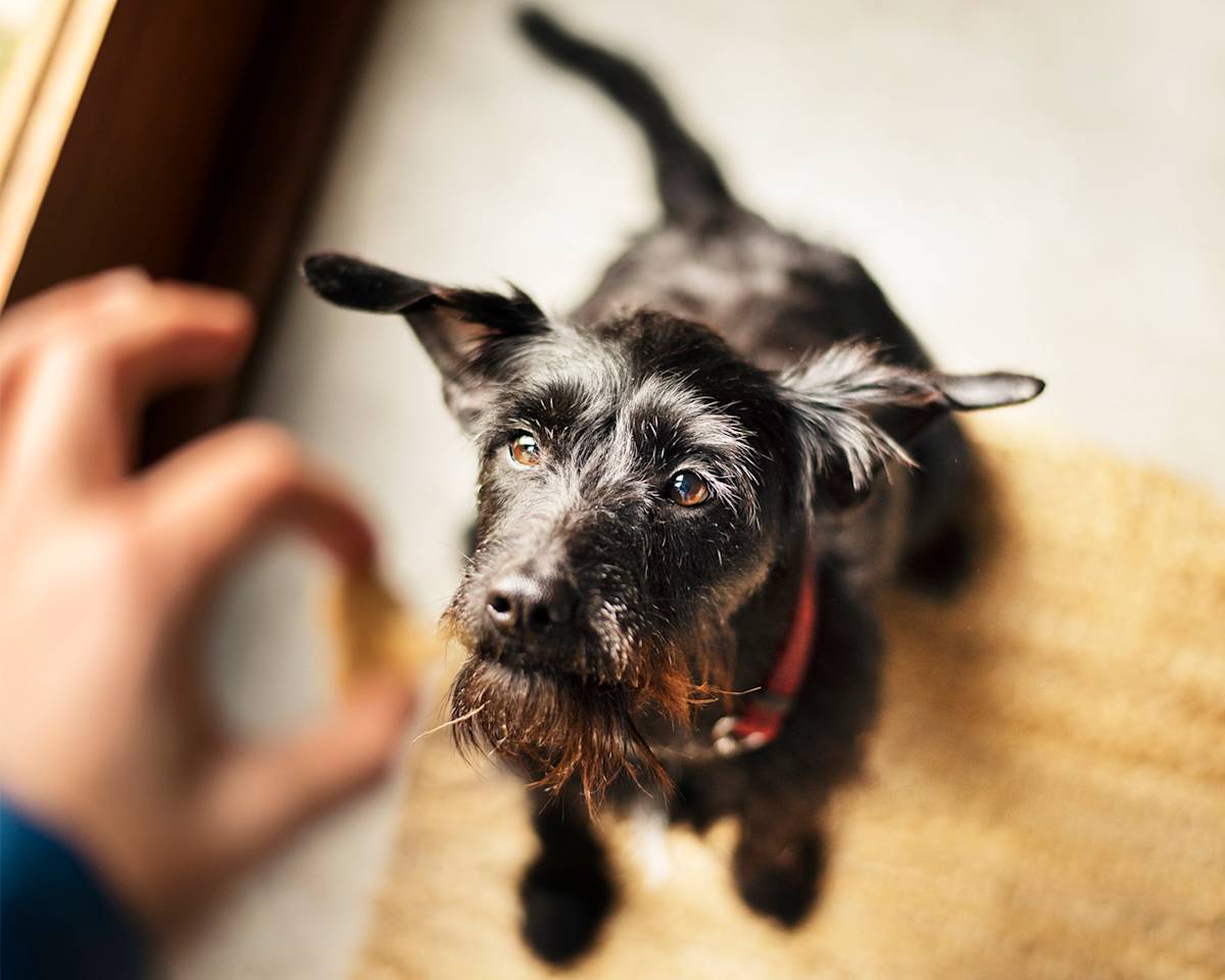 Woman standing in her kitchen at home and feeding her cute schnauzer some pet snacks