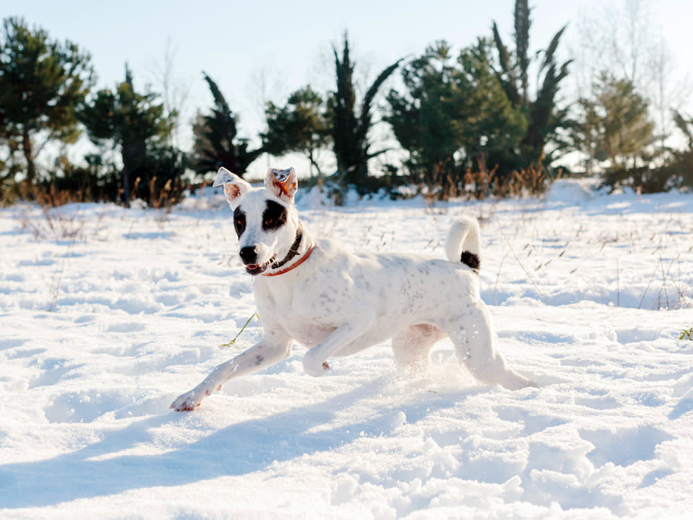 White dog running in the snow.