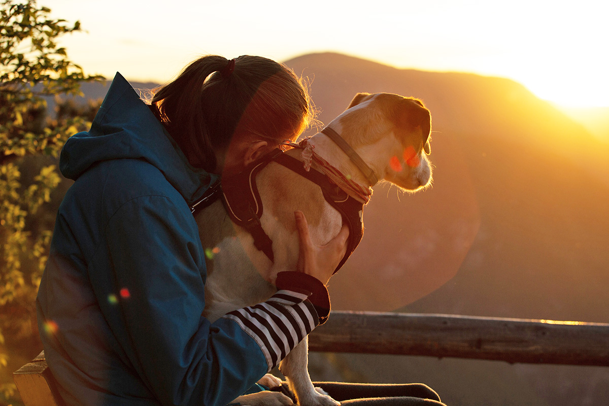 person and dog looking at the sunset
