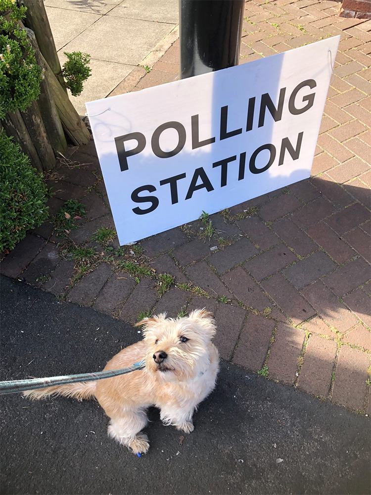 Dog at polling station 