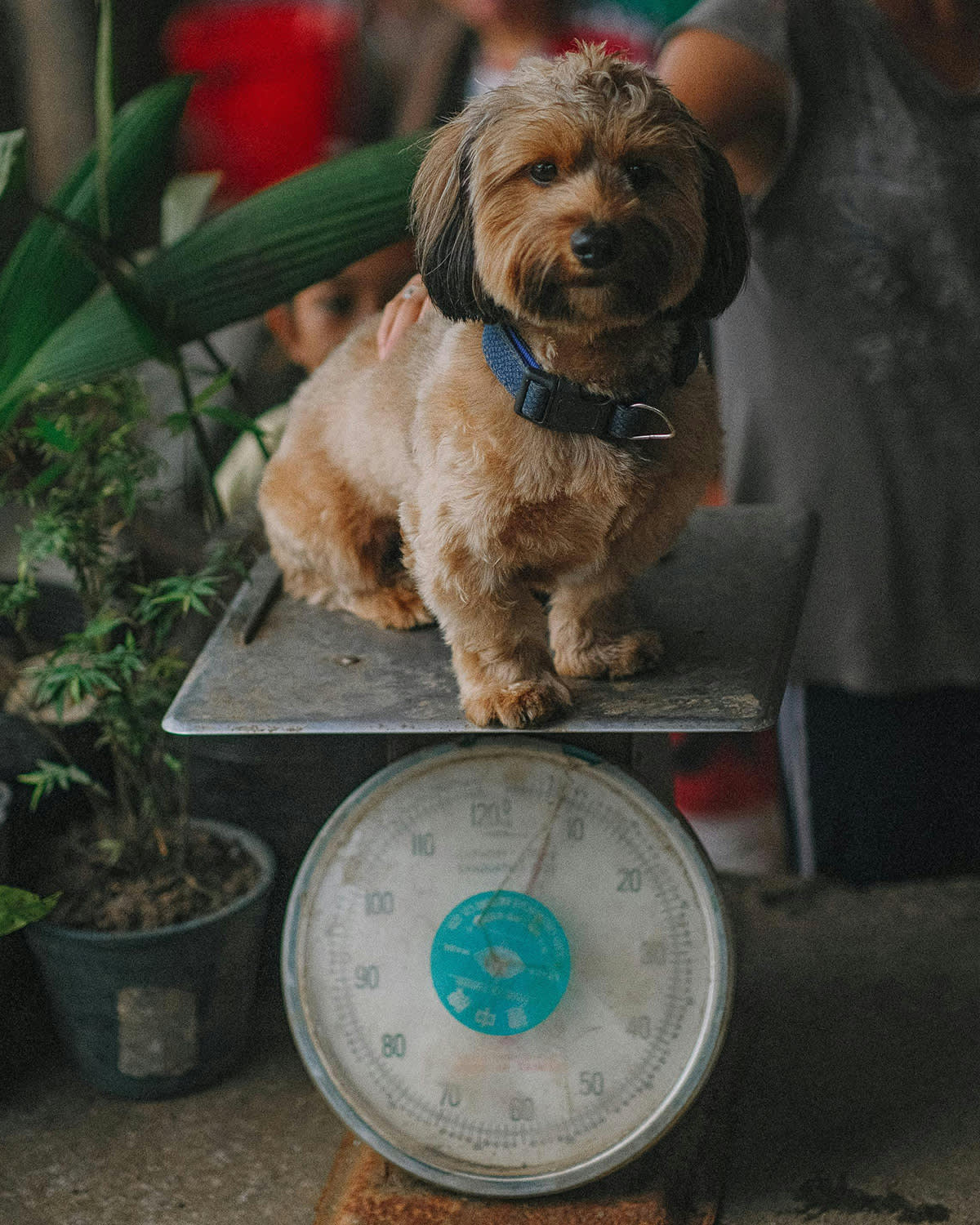 Dog on weighing scale