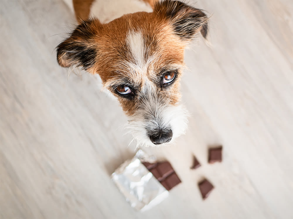 Overhead shot of a dog and a broken chocolate bar on the floor