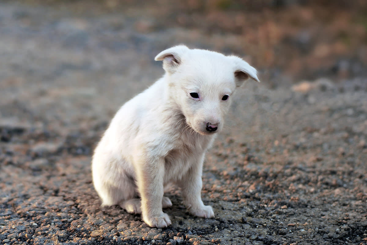 a white puppy sitting alone, looking sad