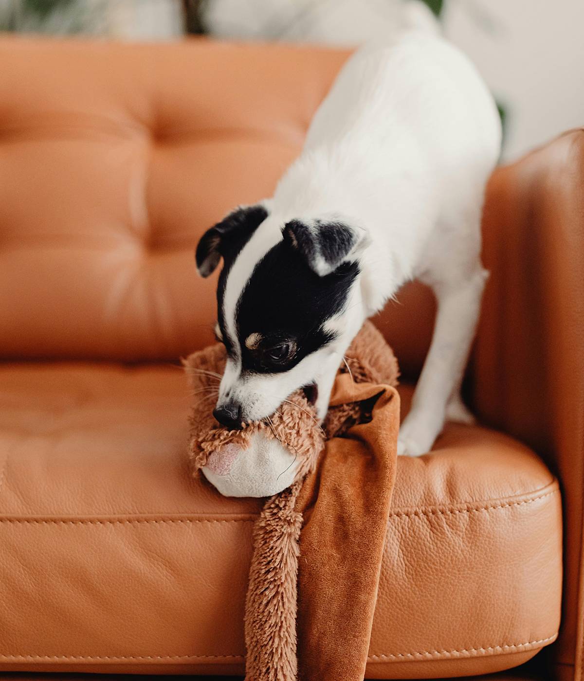 Little Piebald Dog Playing with Toy on Leather Sofa