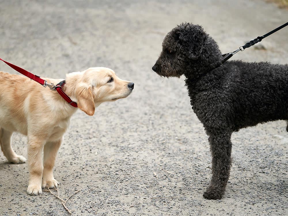 two dogs being introduced to eachother