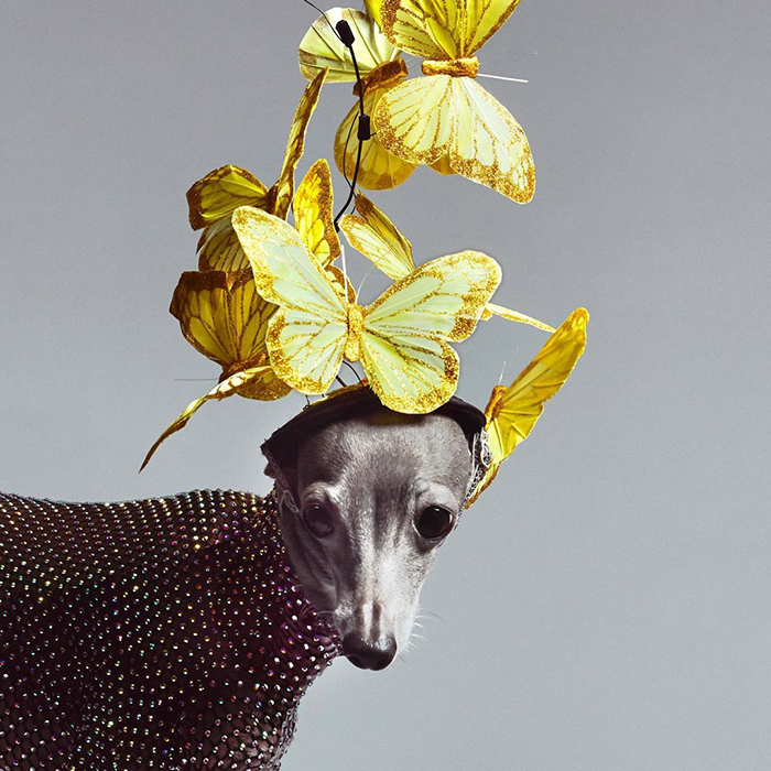 tika the iggy with a yellow butterfly headband