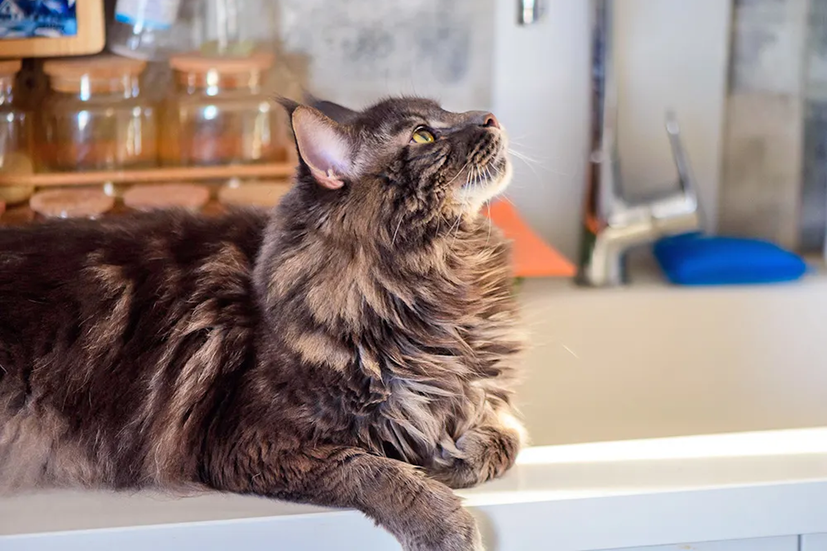 Cat on counter