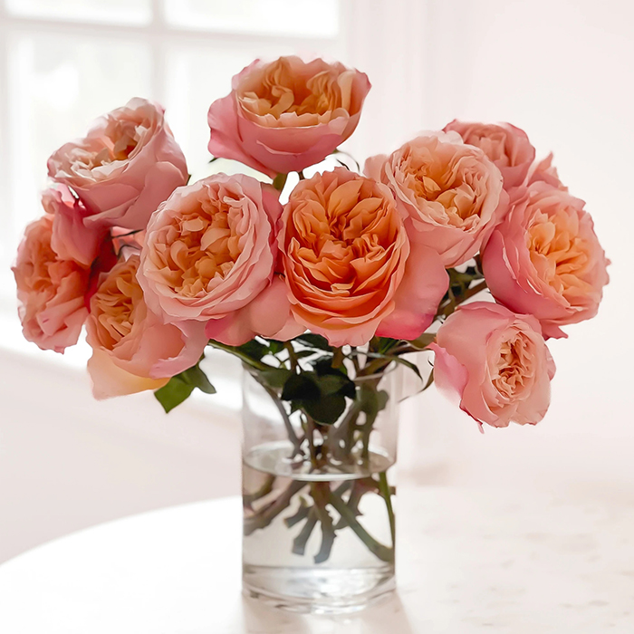 Grace Rose Farm Edith