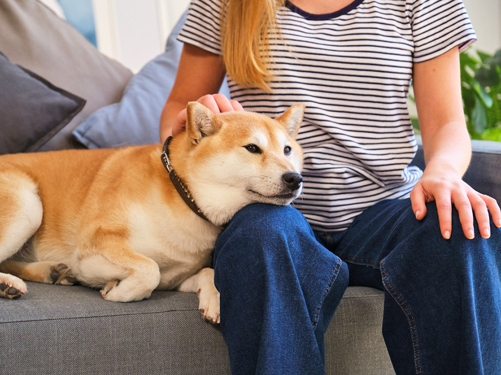 Cute dog laying its head on a woman at home.