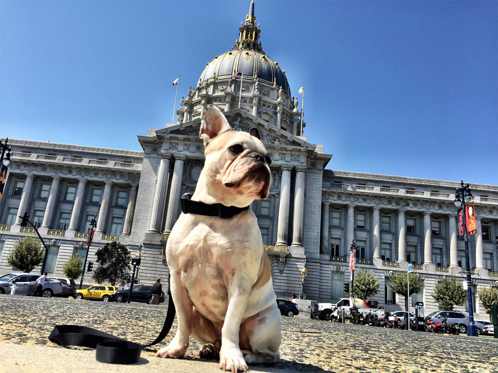 jackson at city hall sf