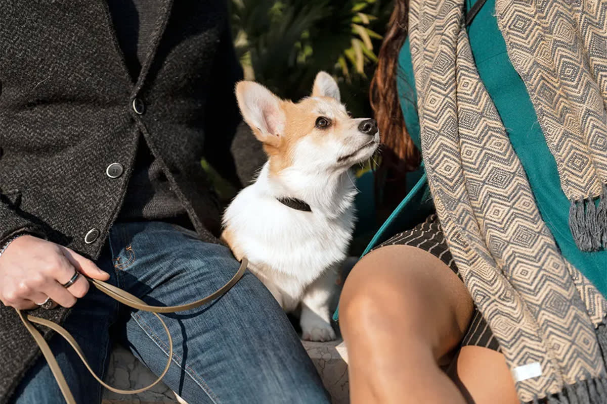 Dog looking at a person
