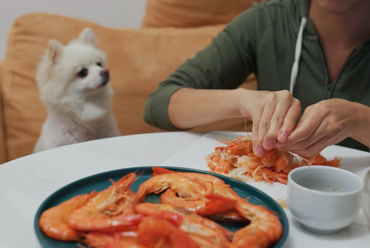 a picture of a little white dog looking at their human who is eating prawn