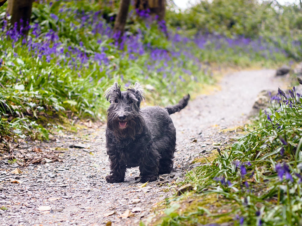 a picture of a black dog walking in a woods of bluebells