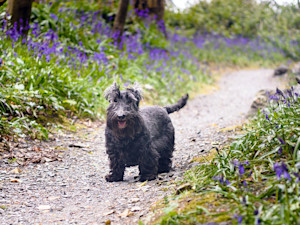 a picture of a black dog walking in a woods of bluebells