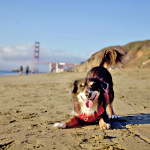 Dog at a beach in California.
