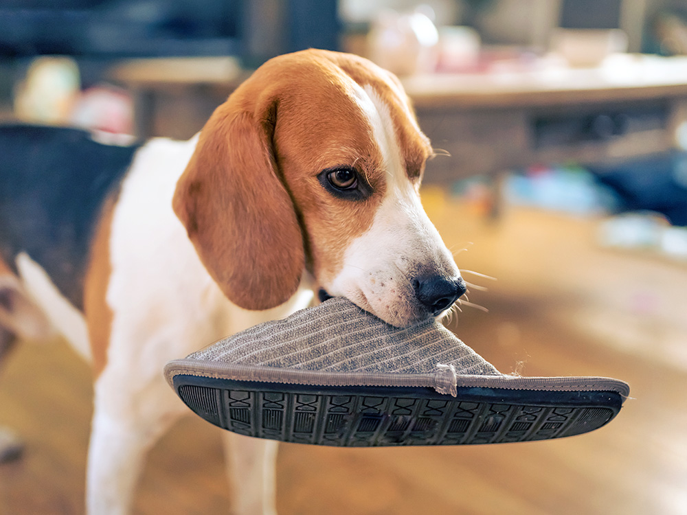 Cute dog holding a slipper in his mouth at home.