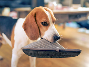 Cute dog holding a slipper in his mouth at home.