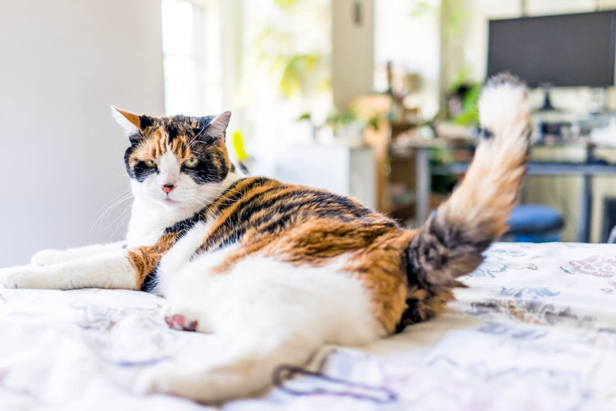 Calico cat on bed